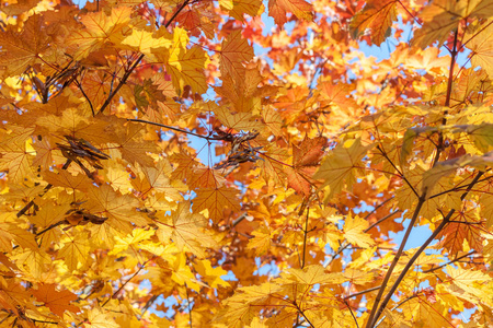 秋天黄色叶子纹理背景阳光明媚的光