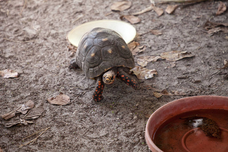 红脚龟 Chelonoidis carbonaria 牧草沿长大从小