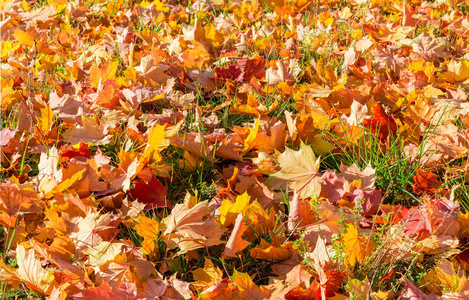 秋日阳光明媚的一天，草坪的背景上长满了落叶的枫叶和草