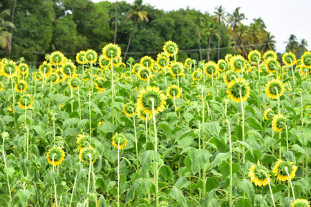 富含阳光的橙色高向日葵照片