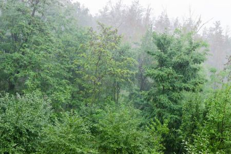 暴雨期间落叶林残片背景图片