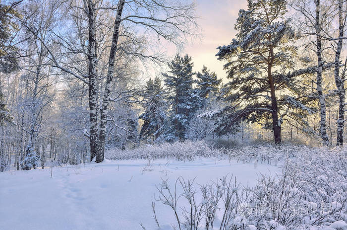 冬天树林里的日出白桦树雪松和灌木丛中温柔的粉红色阳光冬林童话