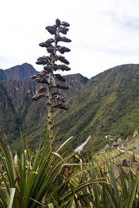 Lost city of the Incas39