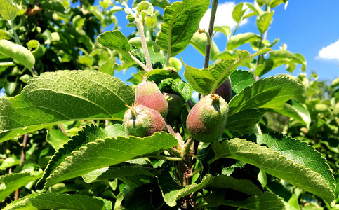 甜果苹果生长在树上,叶子绿色,天然植物产品挂在树枝上.