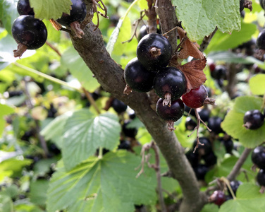 植物果汁甜的黑色浆果醋栗生长在灌木上,叶子绿色的天然植物产品挂在