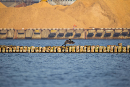 在里加拉特维亚的城市港口，海鸟坐在一个古老的防波堤上的自然风景。