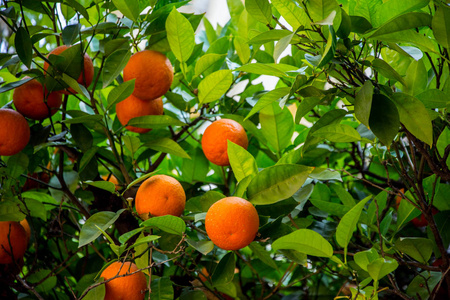 春天橘子树上的橘子