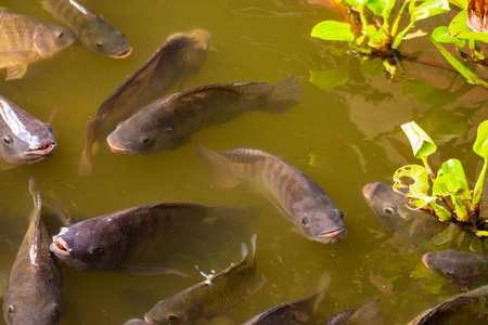 食品工业罗非鱼在有绿水的池塘里耕作。