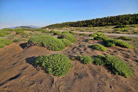 希腊海岸沙中的绿色岛屿