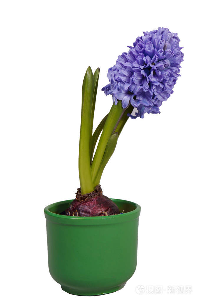 一朵盛开的风信子在绿色的花盆里. 孤立的.