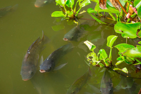 生态养殖鱼图片