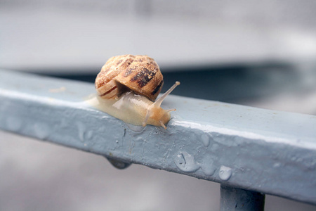 雨后大蜗牛去散步在白色背景前的庭园蜗牛在绿色的无