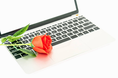 白色背景下的笔记本电脑键盘上的红玫瑰情人节概念