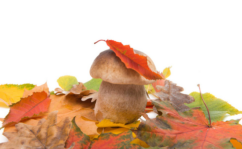 白色蘑菇，秋叶分离，白色背景