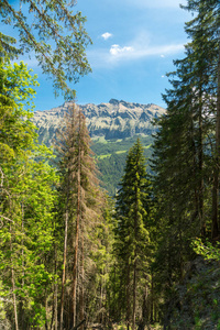 瑞士劳特布伦宁区斯泰切尔伯格附近瑞士阿尔卑斯山景观的壮观山景和徒步旅行小径