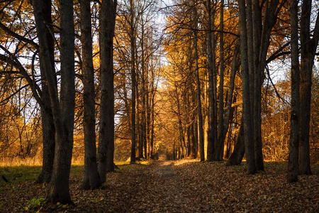 金色的秋黄色的树在阳光下在脚下留下。 穿过美丽的秋天森林，骑自行车穿过黄色的森林和金色的小巷