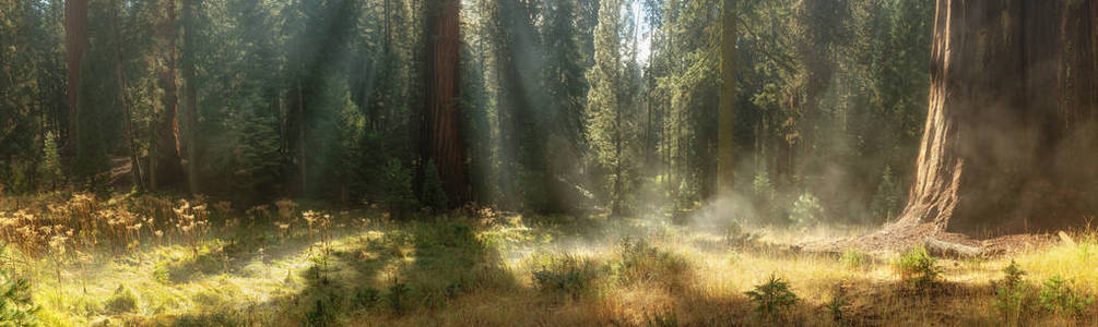 美国加州红杉国家公园