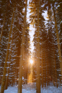 具有傍晚太阳的冬季景观图片