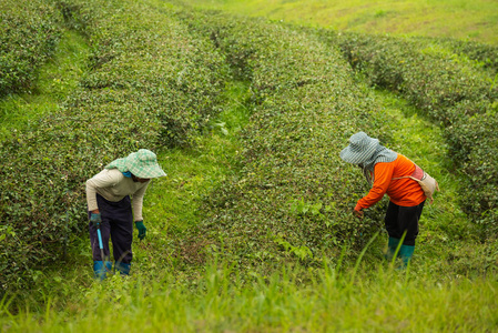 在茶场采摘绿茶叶的女工