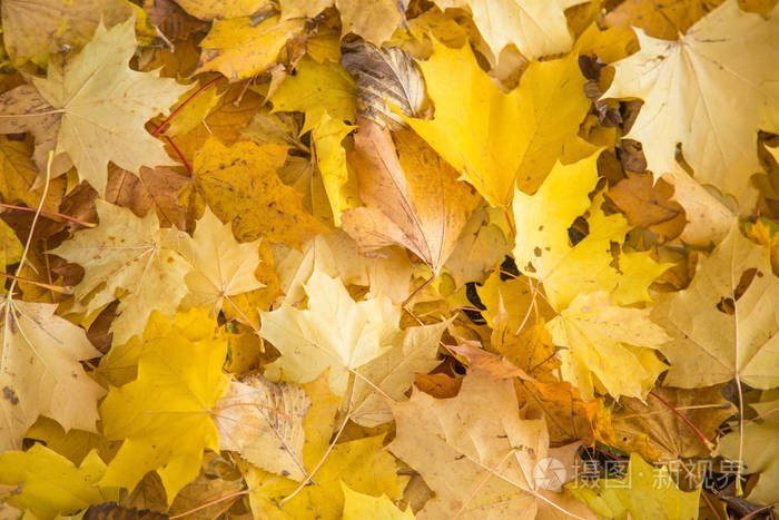秋天落叶的美丽图案。 地上有黄色的叶子。 里加拉特维亚。