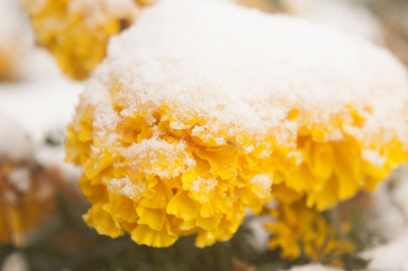 秋天盛开的花被雪覆盖着。 冻得满是霜的花。