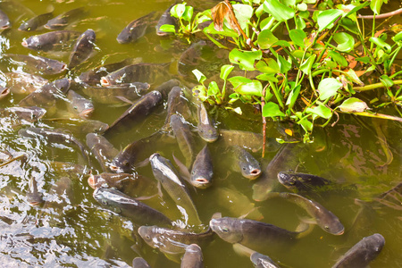生态养殖鱼图片