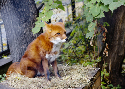 狐狸是一种中等大小的野兽,身体优美,腿低,有一个拉长的枪口,锋利的