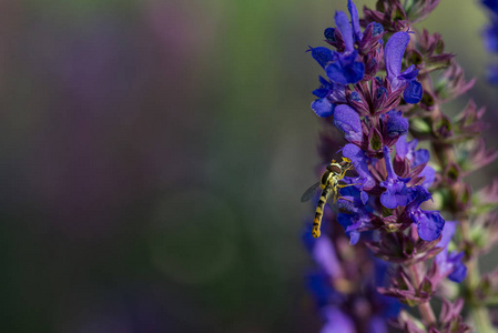 悬停飞蝇蝇科从紫色花中采集花蜜