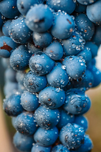 葡萄树上的一串葡萄葡萄树上的葡萄红酒