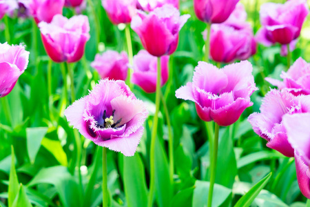 郁金香花园花坛图片