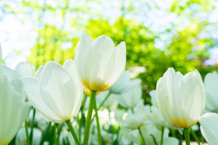 郁金香花园花坛