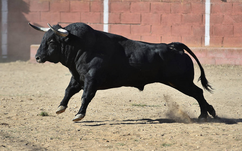 西班牙公牛在斗牛公牛在西班牙斗牛场在西班牙斗牛场与大角牛西班牙