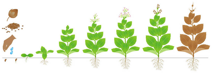 豌豆植株图片-豌豆植株素材-豌豆植株插画-摄图新视界