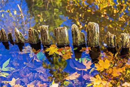 老银行栅栏的遗骸在水中和树叶中。印度夏季俄罗斯一年中最迷人的时光。