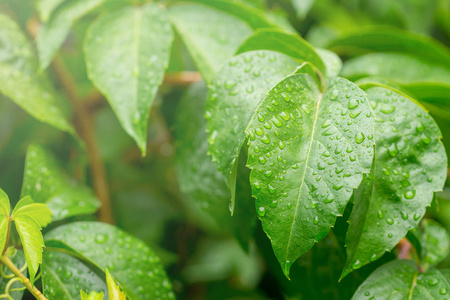 雨滴在带有孤立绿色背景的野生葡萄的叶子上。森林里夏天野葡萄的绿叶..