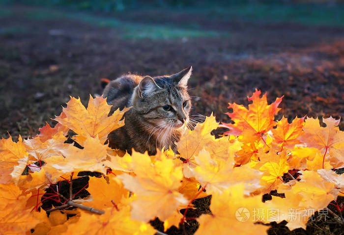 一只美丽的条纹小猫在公园里玩耍的肖像 在晴朗的秋日 树枝上有鲜红和黄色的枫叶照片 正版商用图片13lmlf 摄图新视界
