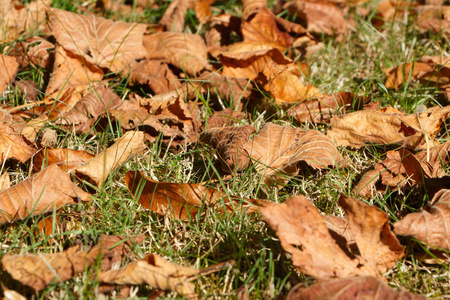 秋天花园草地上的枯叶