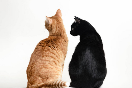 两只猫在屋顶上图片