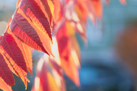 秋天的鲜艳颜色。 在一个阳光明媚的秋天，苏玛克树枝上有美丽的红叶