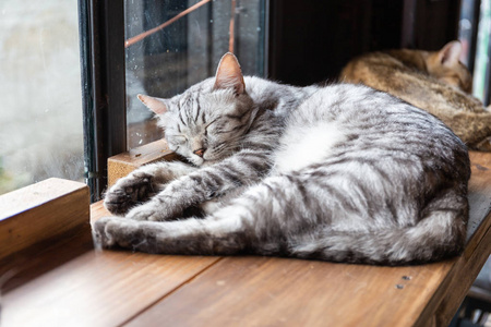 桌子上有一只睡猫，脸上有特写