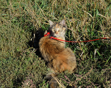 缅因州浣熊猫巨人缅因州浣熊猫。纯种猫在家中的选育