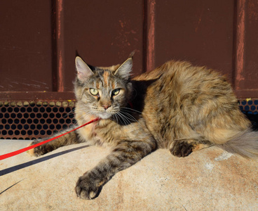 缅因州浣熊猫巨人缅因州浣熊猫。纯种猫在家中的选育