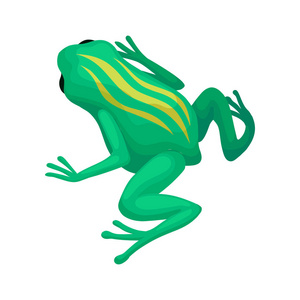 背面有黄色条纹的亮绿色青蛙.两栖动物与蹲的身体和长后腿.