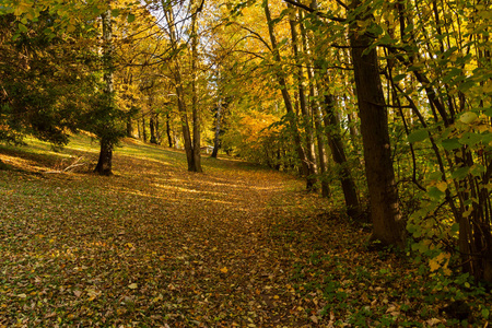 美丽的秋天景观，黄树绿，阳光明媚。 公园里五颜六色的叶子。 自然背景