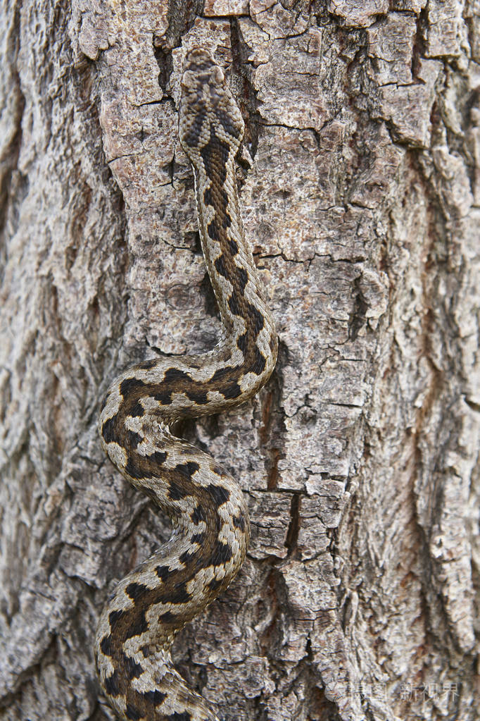 蛇伪装毒蛇在树干表面的细节垂直垂直垂直