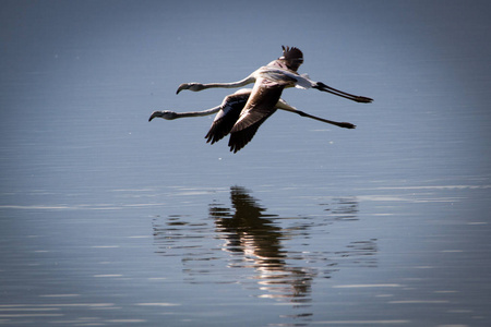 两只鸟飞两只火烈鸟飞过湖中的编队照片