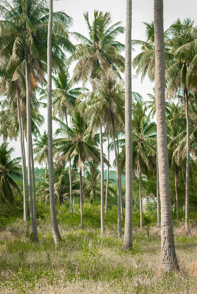 热带岛屿公共公园里的高椰子棕榈树自然景观