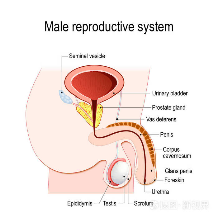 男性生殖系统 精囊输精管前列腺睾丸和附睾 教育医学 生物和科学使用的矢量图 插画 正版商用图片13ly7s 摄图新视界 男性生殖系统 精囊输精管前列腺睾丸和附睾 教育医学 生物和科学使用的矢量图 插画 正版商用图片13ly7s 摄图新视界