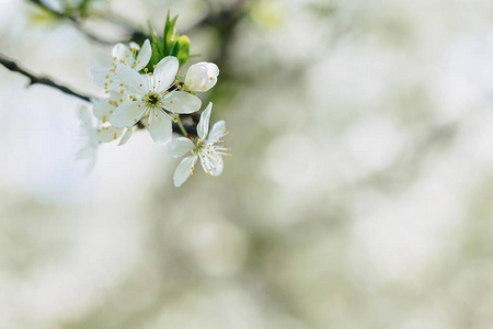 在阳光明媚的春天，白色的苹果花或白色的樱花