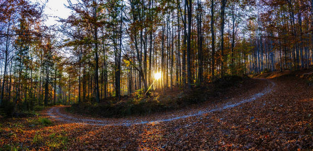 金色的阳光，秋天的全景，在森林里，早晨的阳光，透过树木，蓝色的天空，在背景发光。